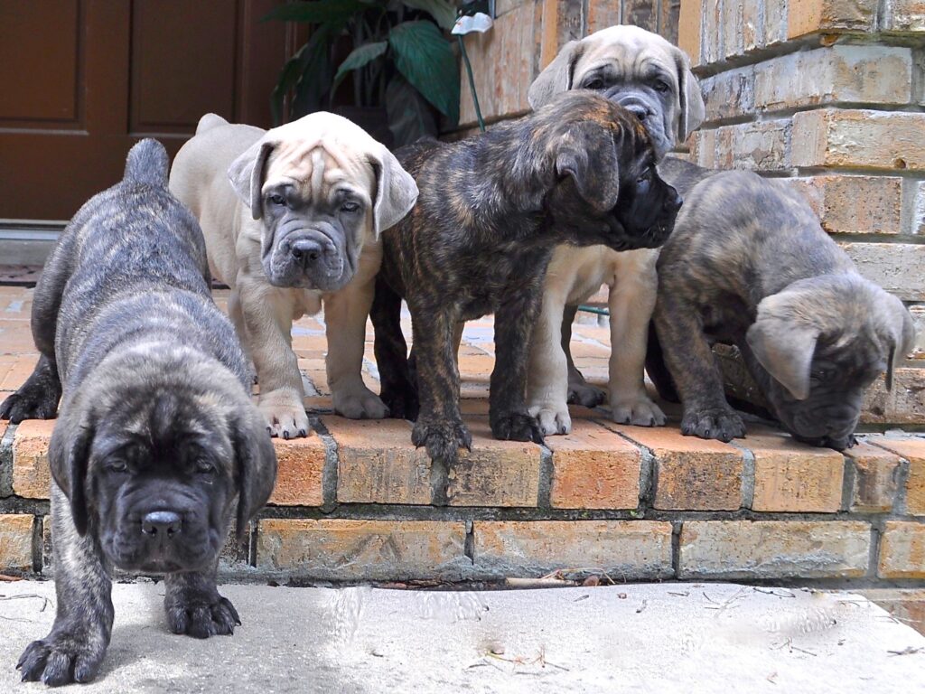 cane-corso-puppies-wallpaper