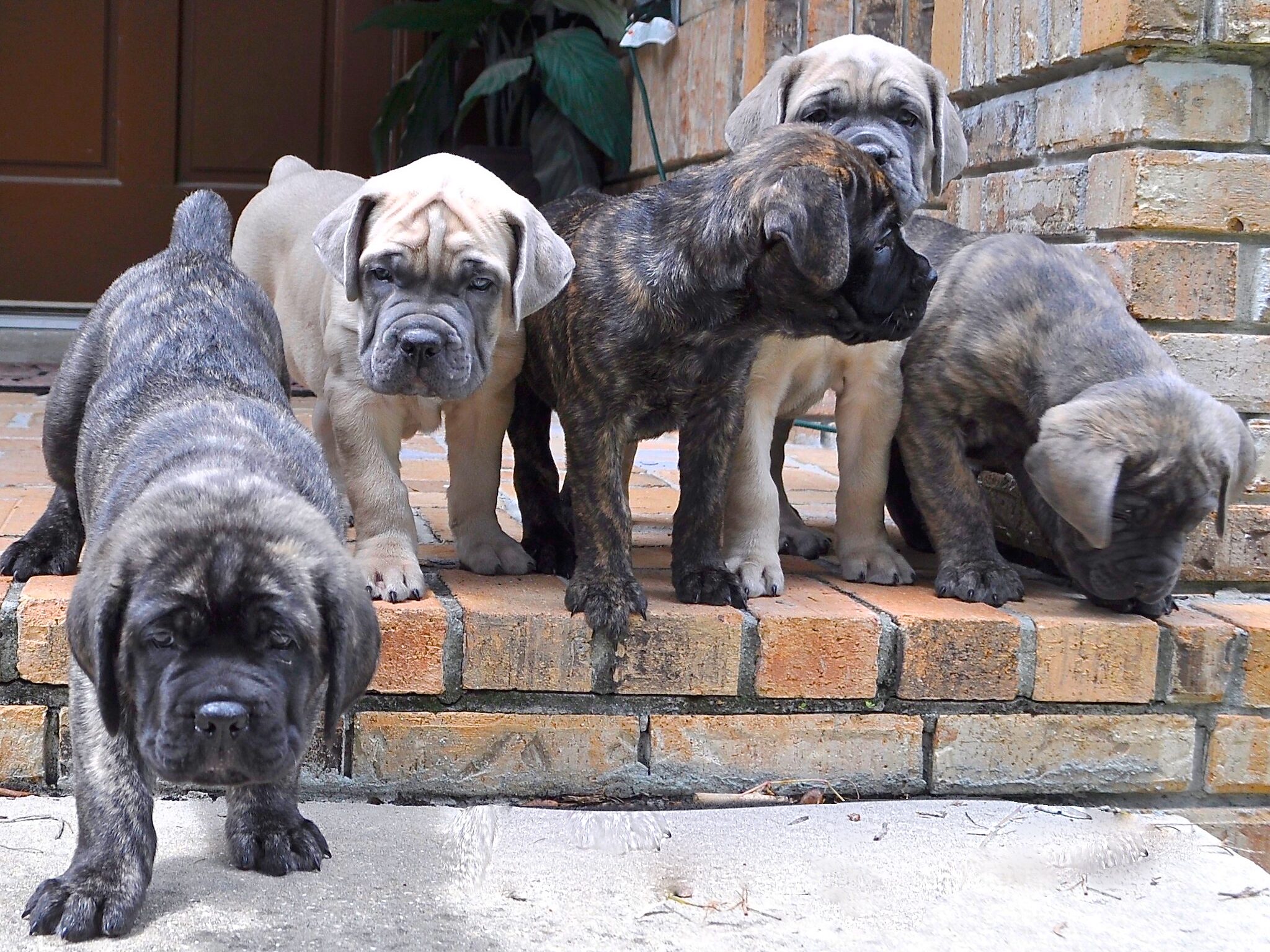 cane-corso-puppies-wallpaper