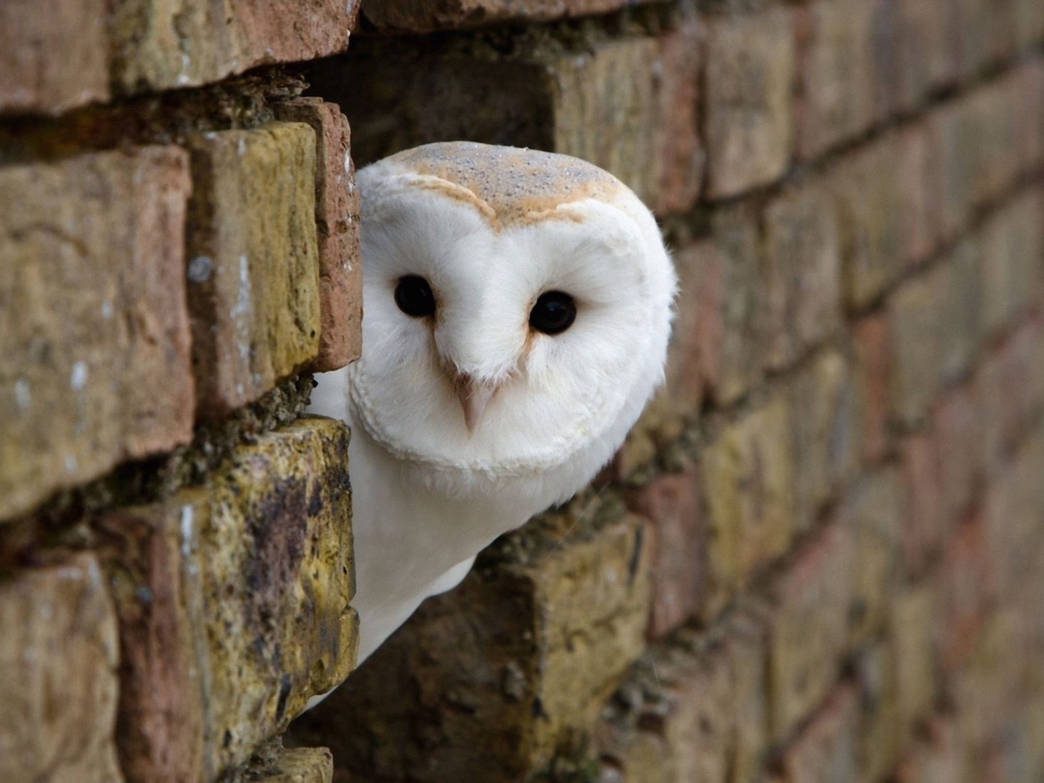 Barn owl wallpaper — white barn owl face peeking through gap in old brick wall with dark curious eyes