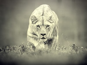 lioness-stalking-wallpaper
