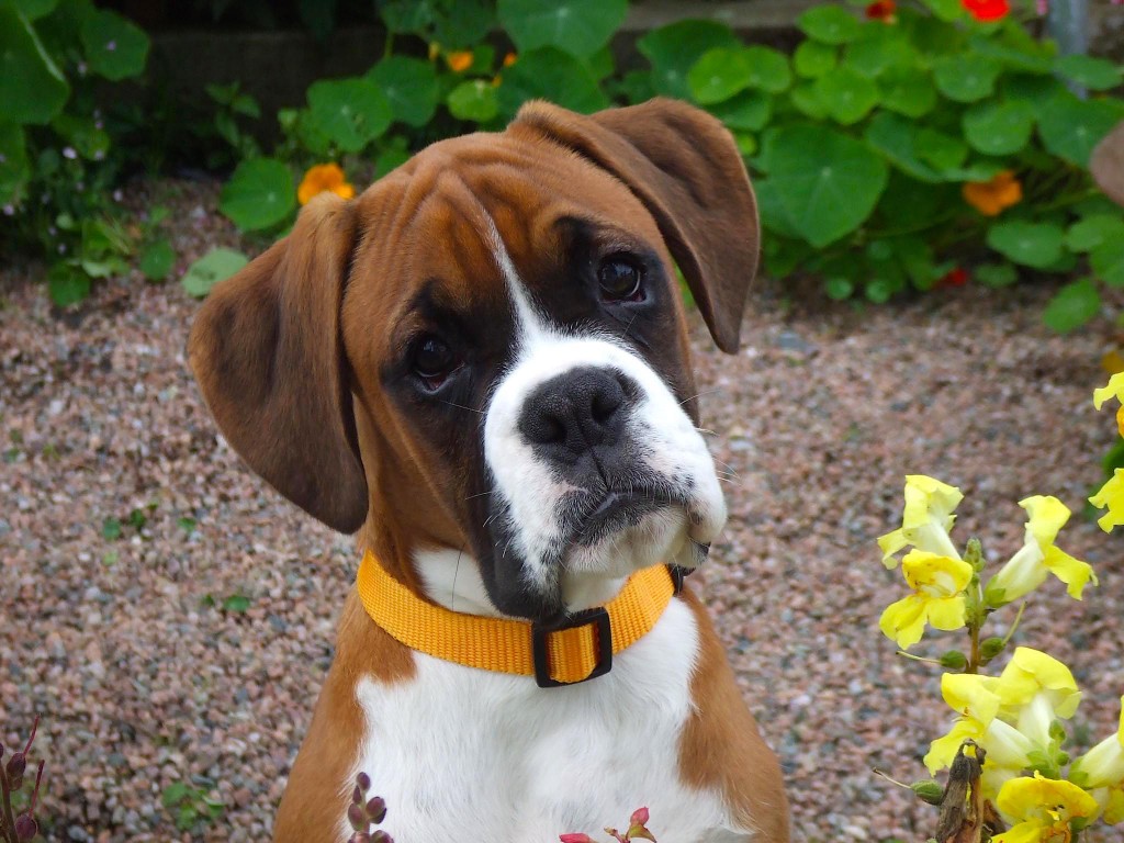 Loyal Boxer Dog Wallpaper