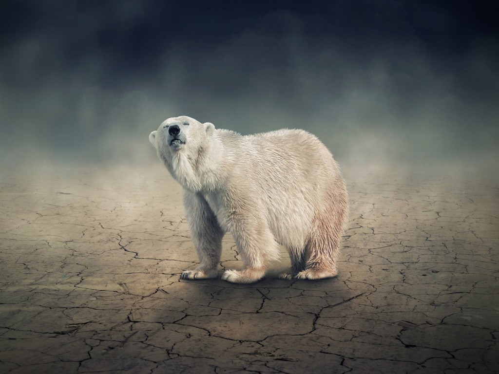 solitary-polar-bear-wallpaper