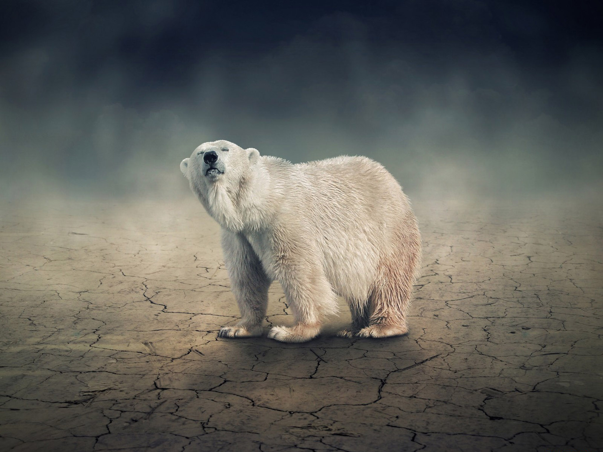 solitary-polar-bear-wallpaper