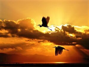 Herons twilight wallpaper — two heron silhouettes in flight against dramatic orange sunset sky with sun rays and mountains