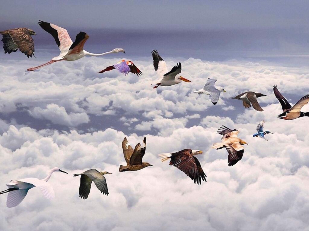 Miami Bound wallpaper — digital art composite of diverse bird species including flamingo eagle and pelican flying above clouds