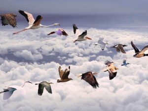 Miami Bound wallpaper — digital art composite of diverse bird species including flamingo eagle and pelican flying above clouds