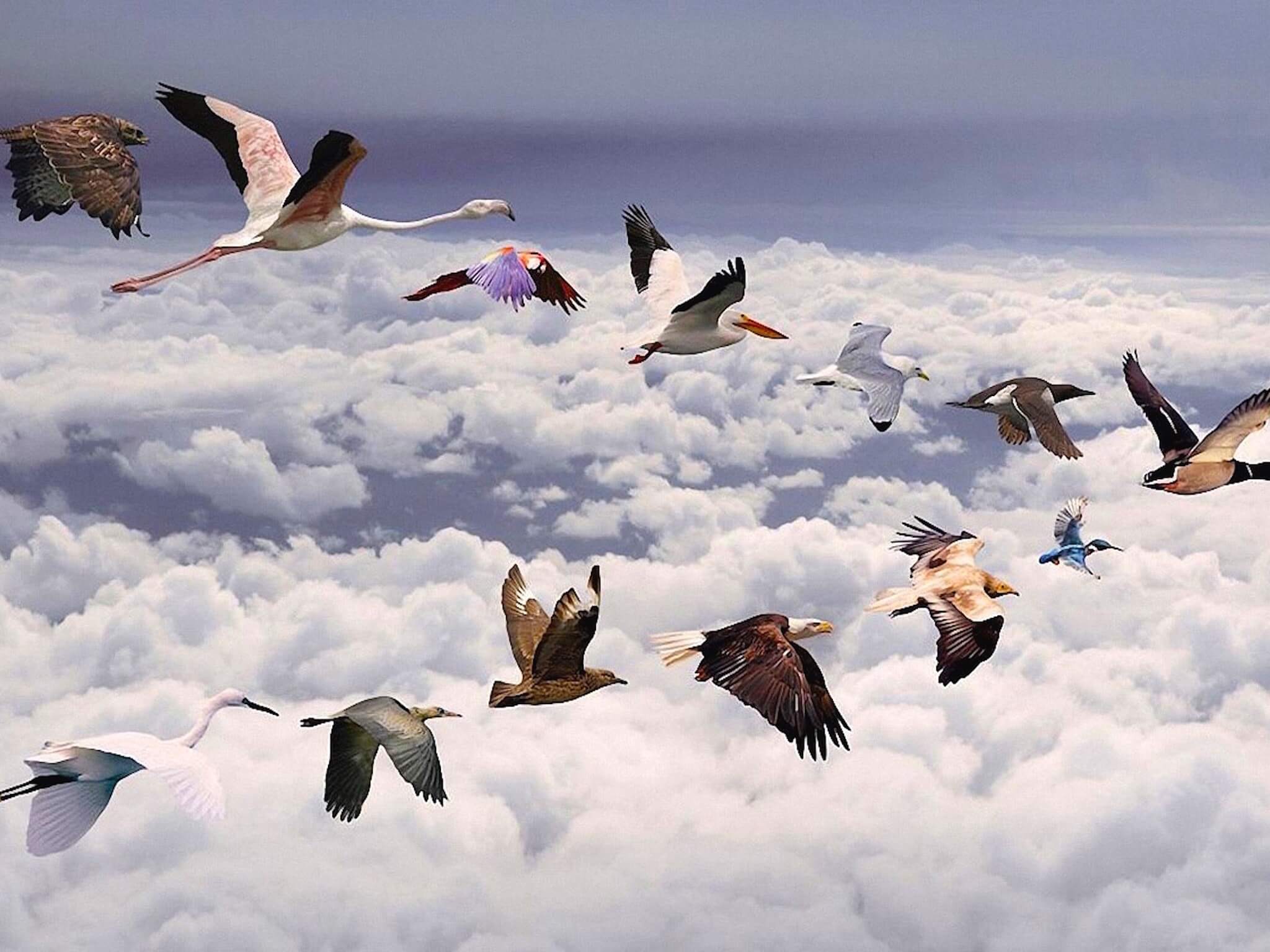 Miami Bound wallpaper — digital art composite of diverse bird species including flamingo eagle and pelican flying above clouds