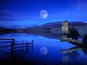 Wise owl wallpaper — Eurasian Eagle-Owl perched on branch beside moonlit lake with full moon reflection and snowy mountains