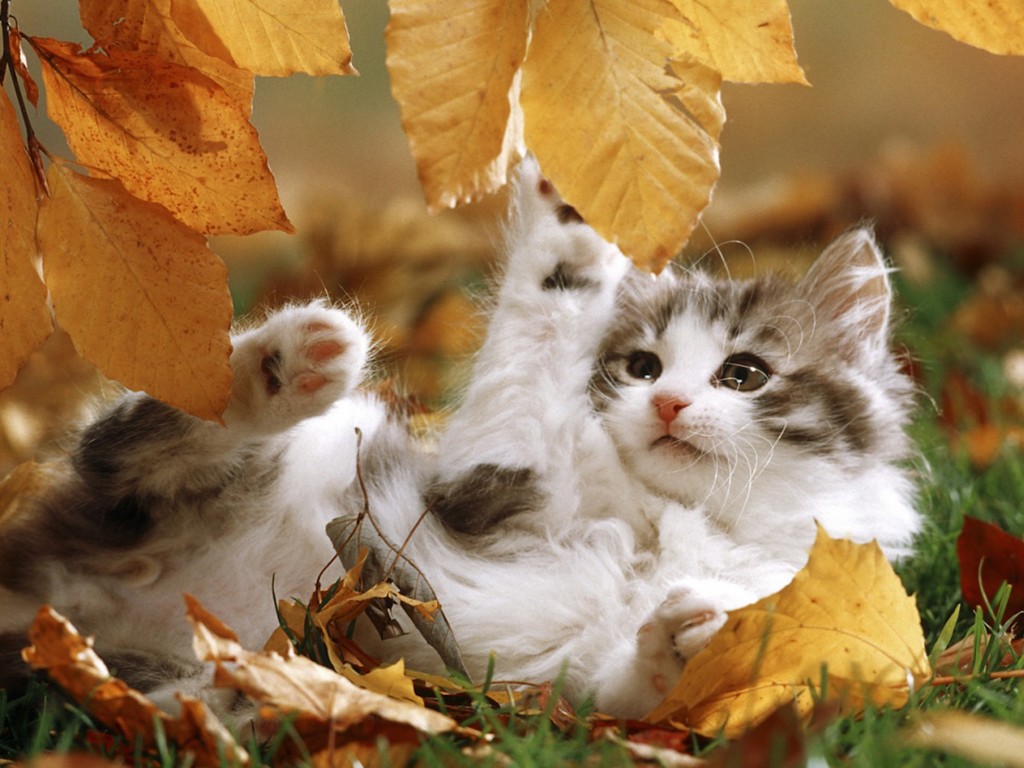 autumn kitten playing wallpaper — grey and white kitten rolling in golden autumn leaves with paws in the air