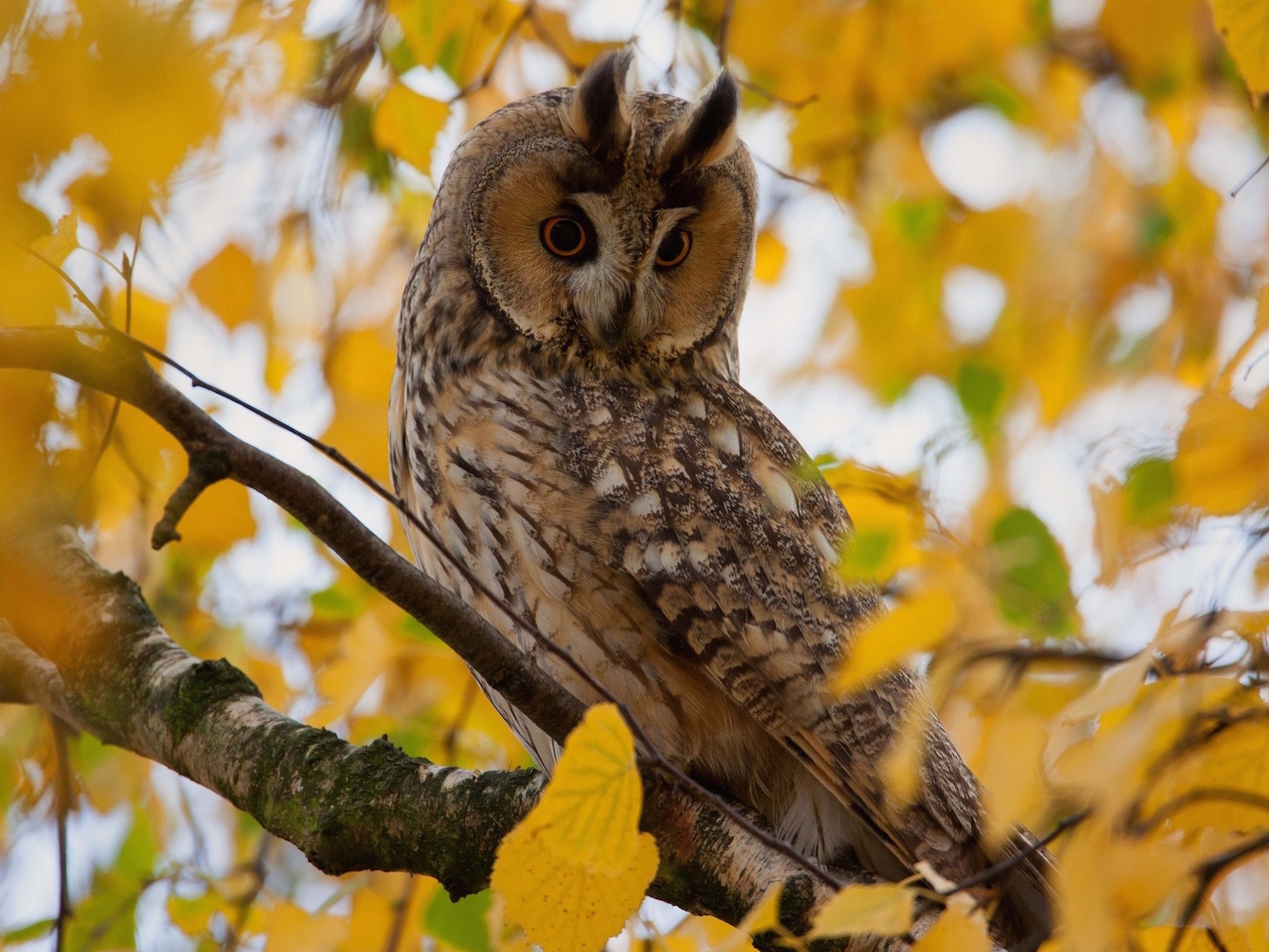 Autumn owl wallpaper — Long-eared Owl perched on branch surrounded by golden yellow autumn leaves