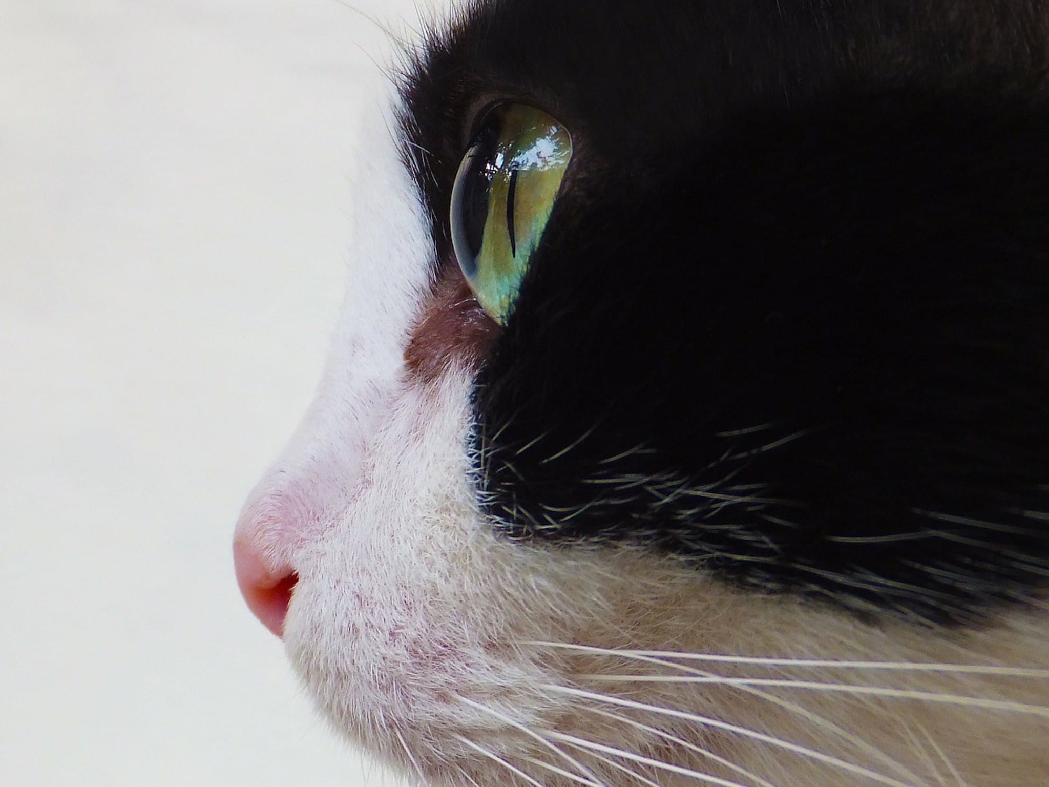 Cat Eye Profile Wallpaper