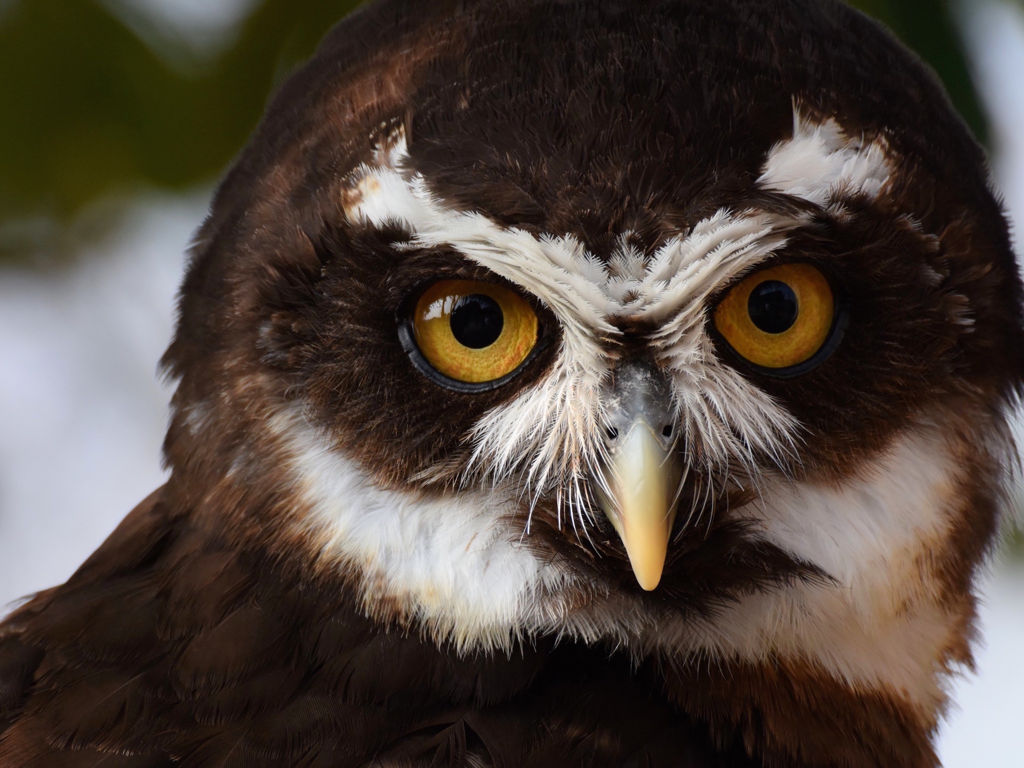 Spectacled owl wallpaper — close-up portrait with dark plumage, white spectacle markings and intense yellow eyes