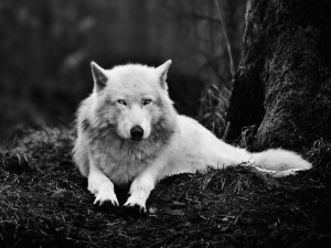 white wolf relaxed wallpaper — white wolf lying on forest floor in black and white photograph