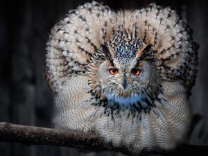 Fluffy owl wallpaper — Eurasian Eagle-Owl with feathers fully fanned in threat display and intense orange eyes