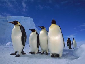 Antarctic penguins wallpaper — five emperor penguins standing on ice with iceberg and blue sky background
