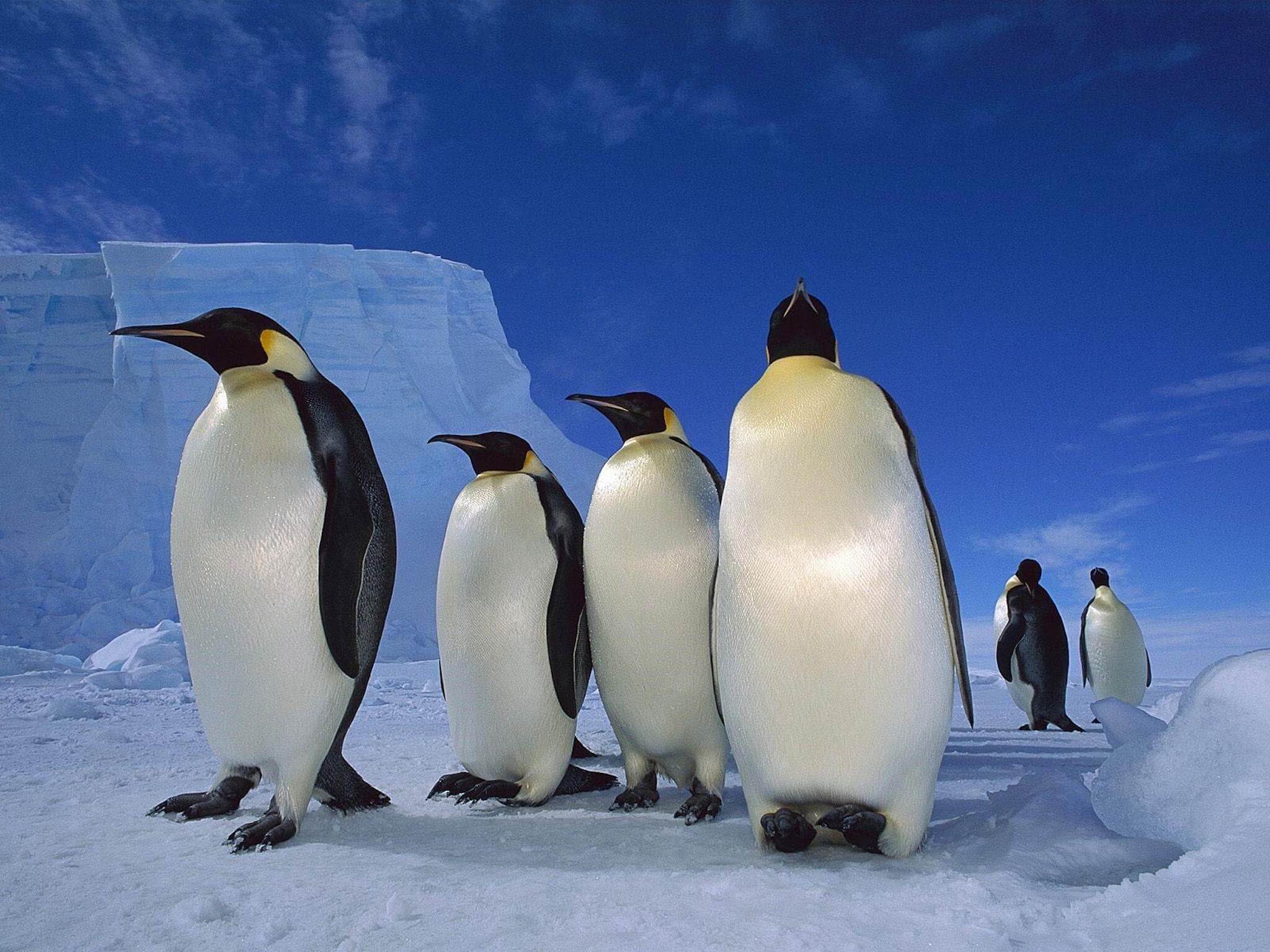 Antarctic penguins wallpaper — five emperor penguins standing on ice with iceberg and blue sky background