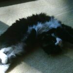 My Contortionist Cat