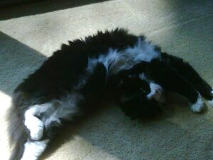 My Contortionist Cat