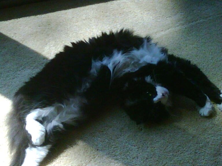 My Contortionist Cat