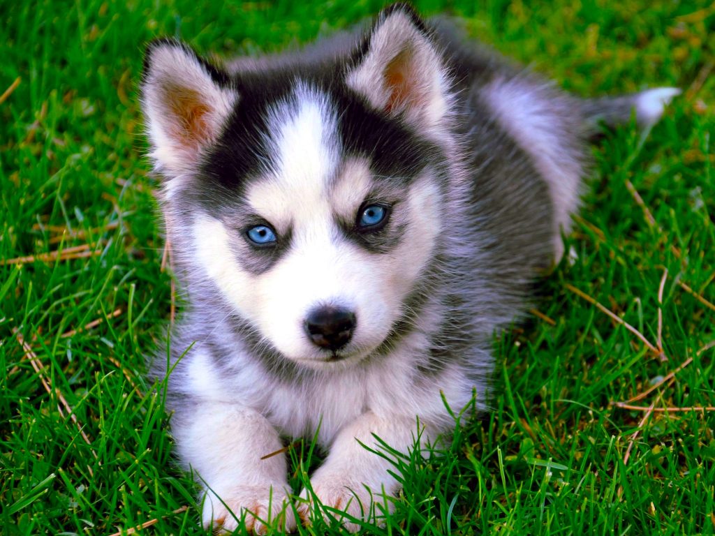 Siberian Husky HD Wallpaper