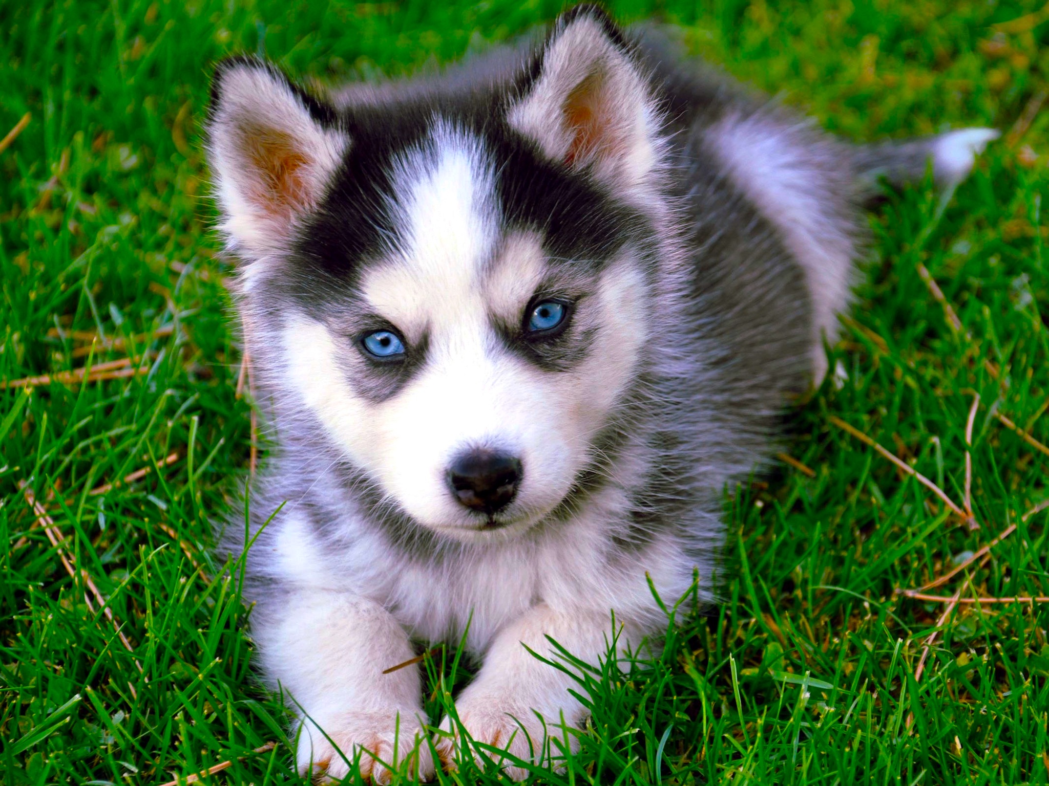 Siberian Husky HD Wallpaper